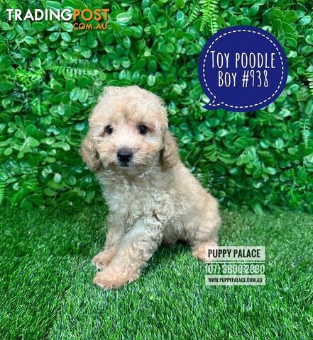 Toy Poodle Puppies - Boys & Girl.  At Puppy Palace Pet Shop