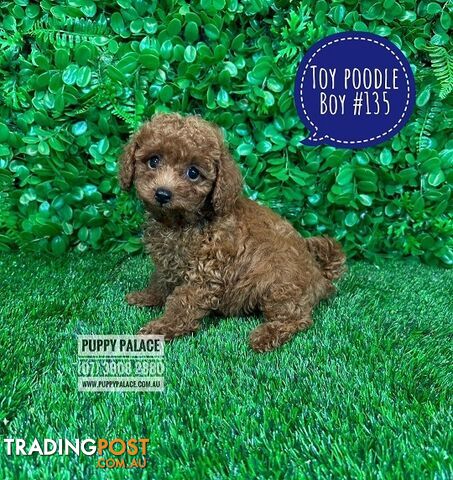 Toy Poodle Puppy  -   Black Boy HAS ALSO  HAD HIS 2ND VACCINATION-VALUE $95. At Puppy Palace Pet Shop, Underwood, Brisbane