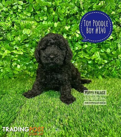 Toy Poodle Puppies - Boys & Girl.  At Puppy Palace Pet Shop