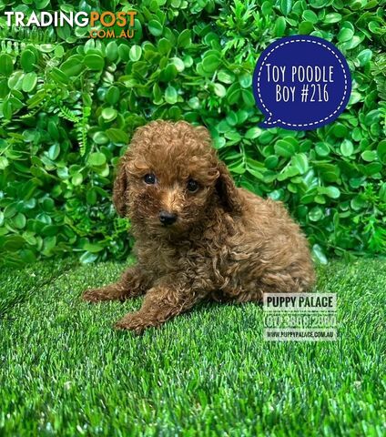 Toy Poodle Puppies  -   At Puppy Palace Pet Shop, Underwood, Brisbane