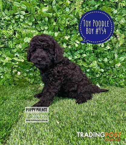 Toy Poodle Puppies - Boys & Girl.  At Puppy Palace Pet Shop