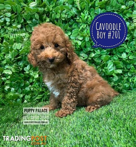 Cavoodle Store Puppies Victoria Trading Post Groodle Adoption Shop