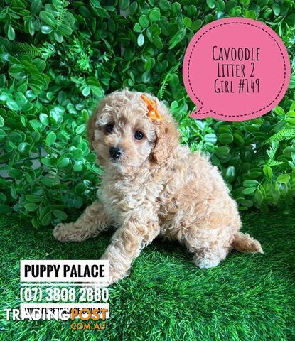 Spoodle X Toy Poodle Puppy (Cockapoo) - I am now in store at Puppy Palace,...
