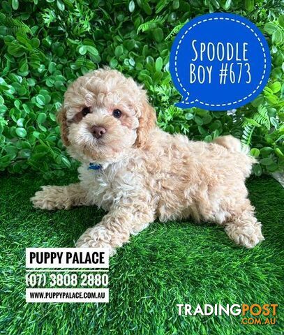 Spoodle X Toy Poodle Puppy (Cockapoo) - I am now in store at Puppy Palace,...