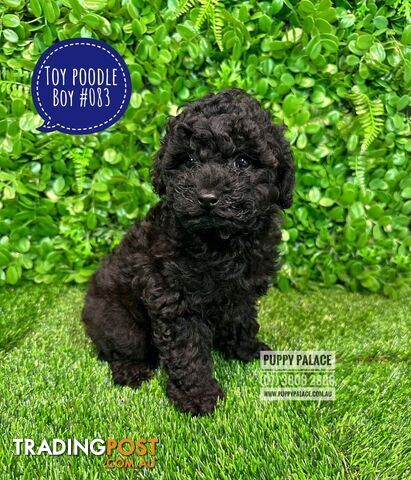 Purebred Toy Poodle Puppys - Boy. Puppy Palace Pet Shop. 