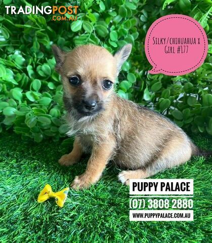 Silky Chi (LH Silky Terrier/Chihuahua X SH Chihuahua) Puppies - Girl. (I have...