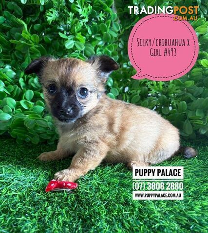 Silky Chi (LH Silky Terrier/Chihuahua X SH Chihuahua) Puppies - Girl. I am now...