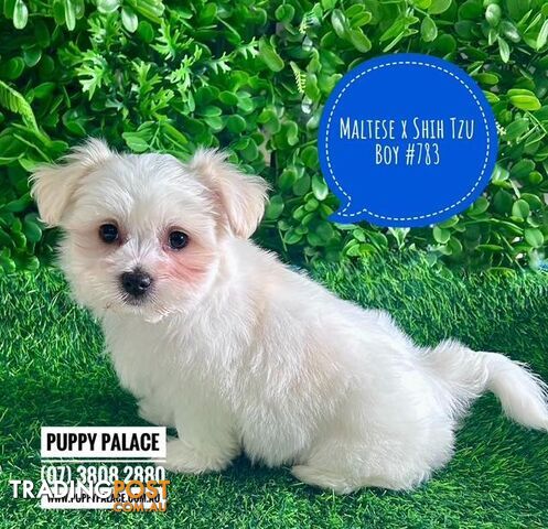 Maltzu (Maltese X Shih Tzu) Puppies - Boys. In store at Puppy Palace Pet Shop,...