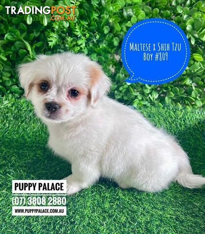 Maltzu (Maltese X Shih Tzu) Puppies - Boys. (I have also had my 2nd Vaccination...