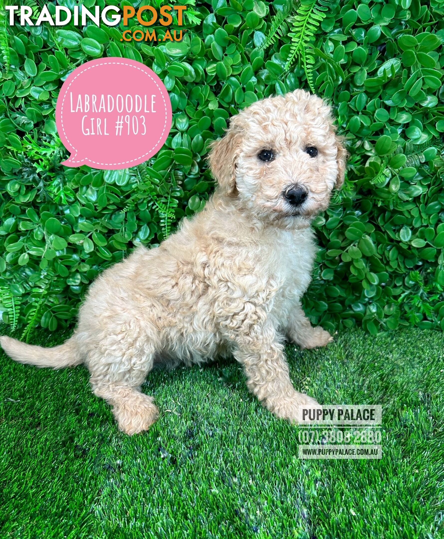 Labradoodle (Standard) - Girls