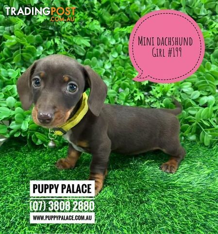 Miniature Dachshund (Rare Black, Chocolate Black/Tan & Red Puppies) - (We have...