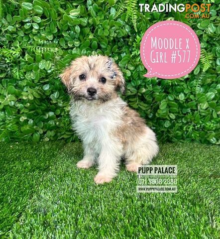 Moodle (Maltese/Toy Poodle) X Puppies -  At Puppy Palace Pet Shop, Underwood. 