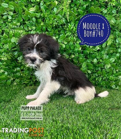 Moodle (Maltese/Toy Poodle) X Puppies -  At Puppy Palace Pet Shop, Underwood. 