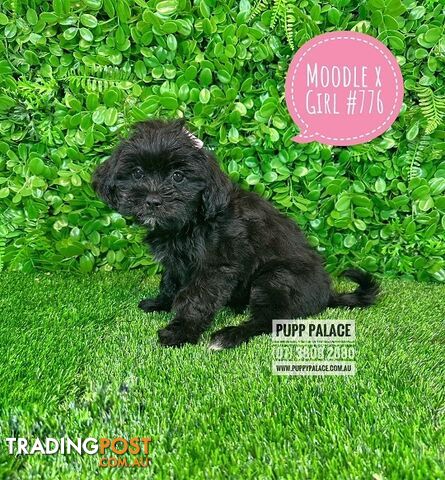 Moodle (Maltese/Toy Poodle) X Puppies -  At Puppy Palace Pet Shop, Underwood. 