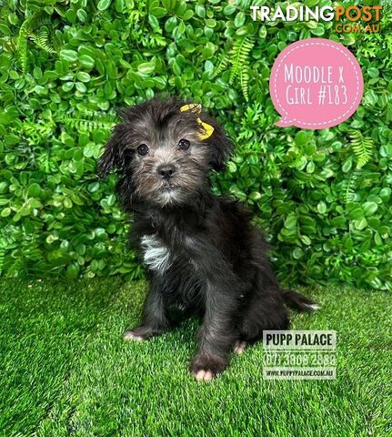 Moodle (Maltese/Toy Poodle) X Puppies -  At Puppy Palace Pet Shop, Underwood. 