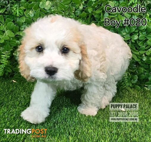 Cavoodle (Cavalier X Toy Poodle) - Boys.  Now at Puppy Palace Pet Shop, Brisbane.07 3808-2880