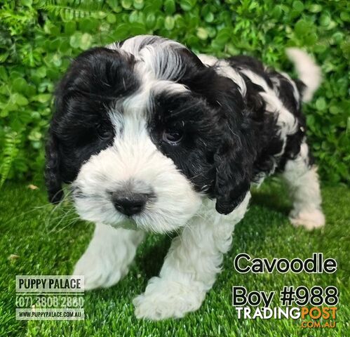 Cavoodle (Cavalier X Toy Poodle) - Boys.  Now at Puppy Palace Pet Shop, Brisbane.07 3808-2880