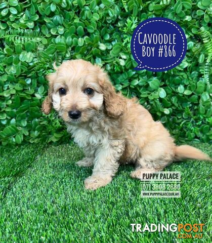 Cavoodle / Cavapoo (Toy/Mini Poodle X Cavalier) - Boys.  In store now at Puppy Palace Pet Shop, Brisbane.