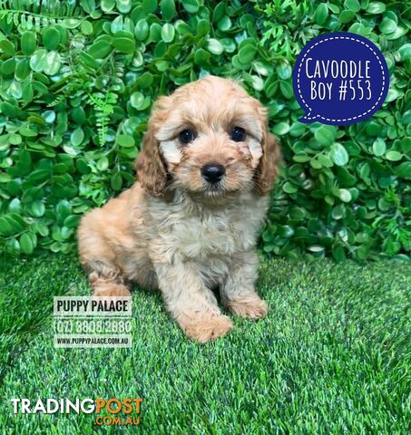 Cavoodle / Cavapoo (Toy/Mini Poodle X Cavalier) - Boys and Girl 
