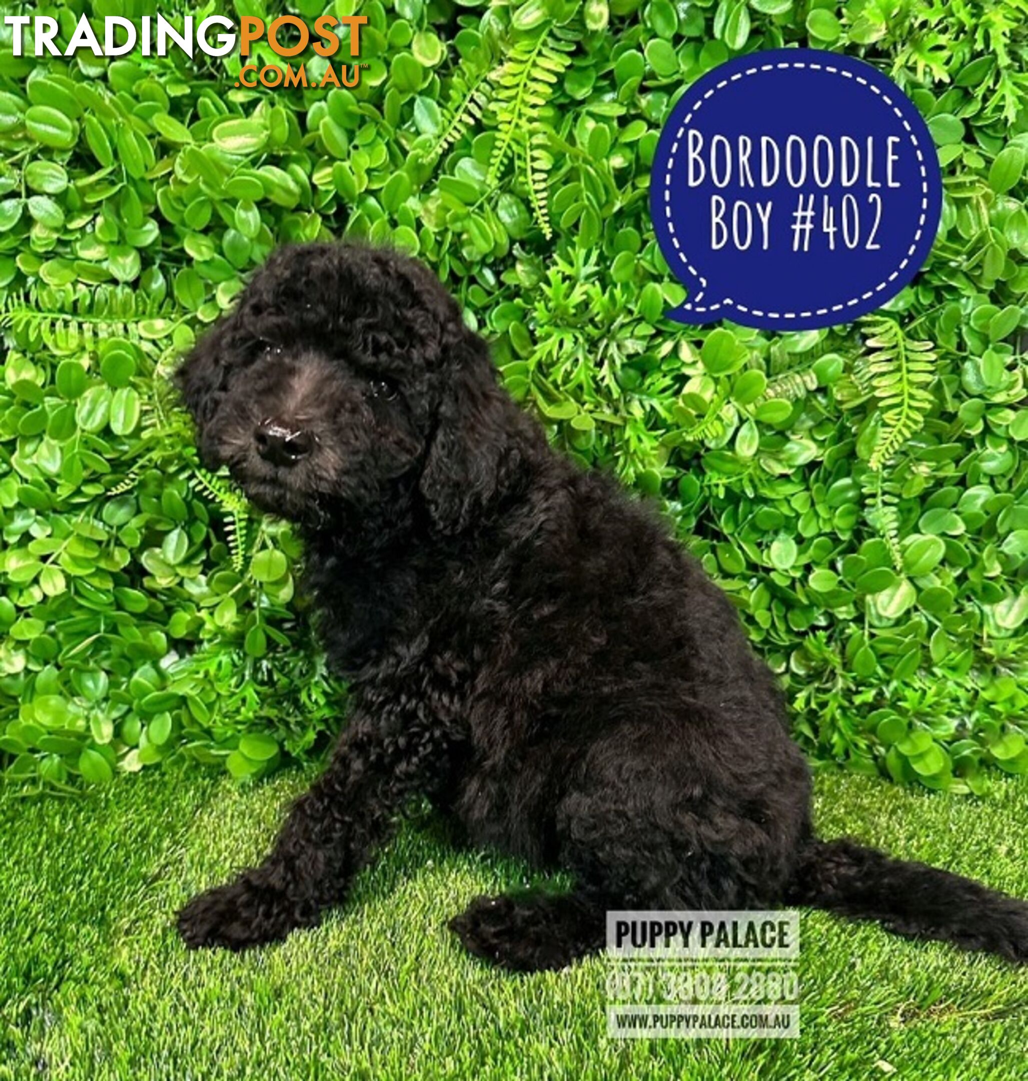 Bordoodle (Border Collie X Std/Mini Poodle) Puppies - Boys & Girls. At Puppy Palace Pet Shop