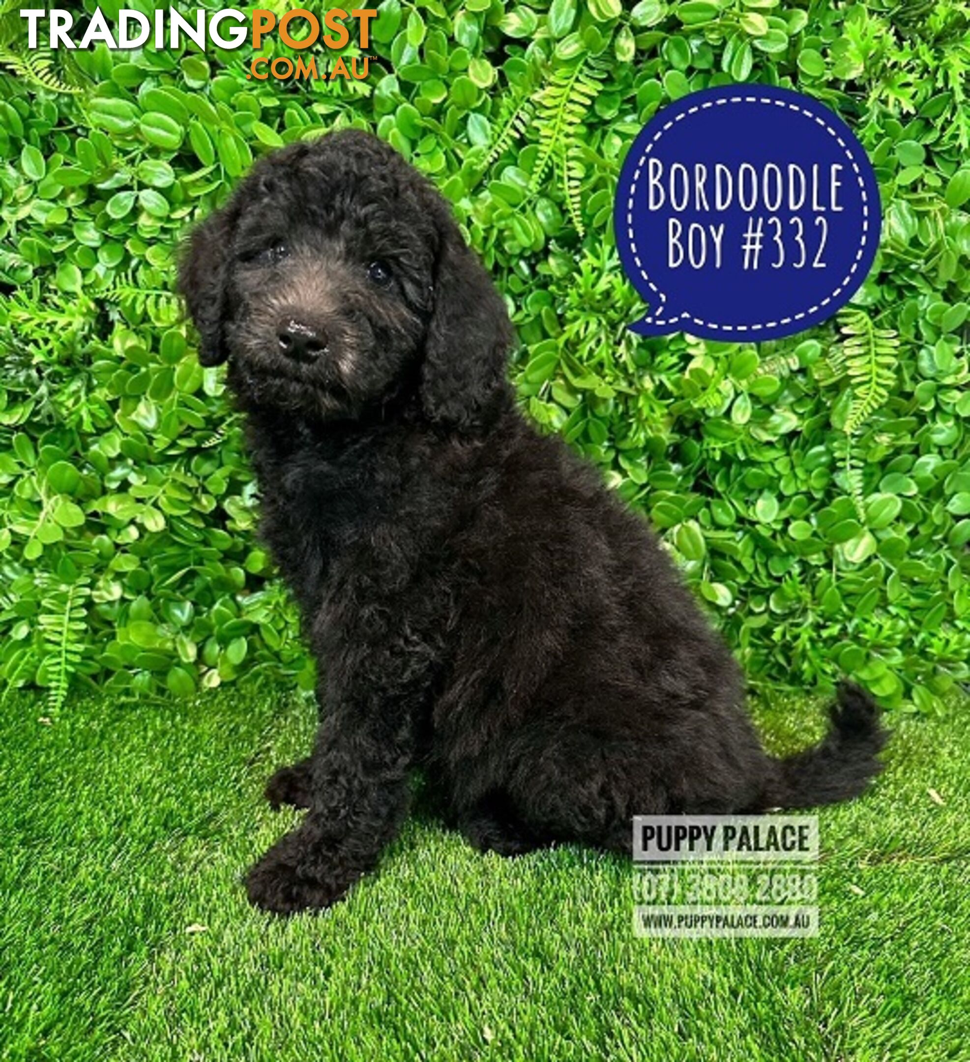 Bordoodle (Border Collie X Std/Mini Poodle) Puppies - Boys & Girls. At Puppy Palace Pet Shop