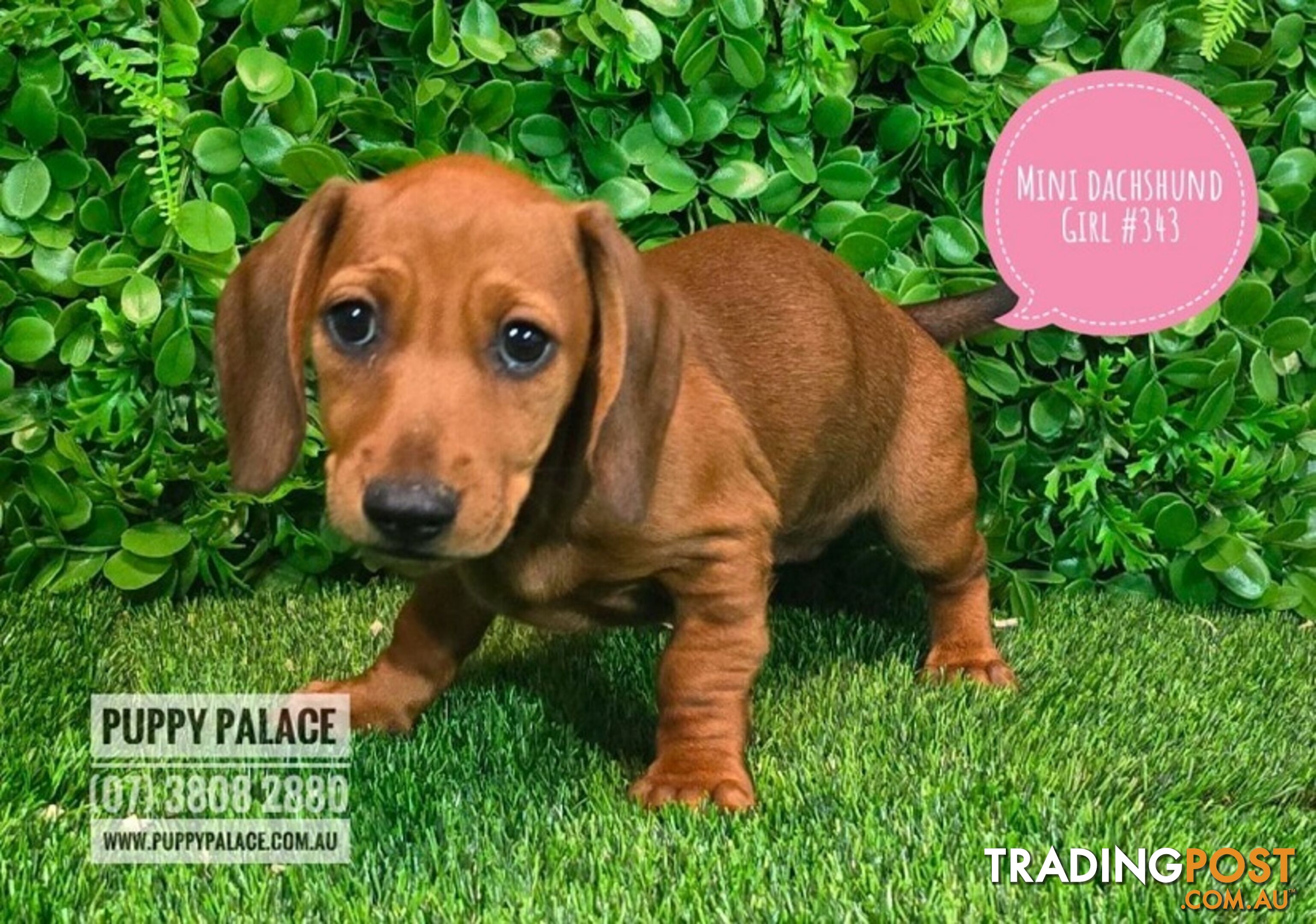 Miniature Dachshund Puppies -  At Puppy Palace Pet Shop, Underwood. 07 3808-2880