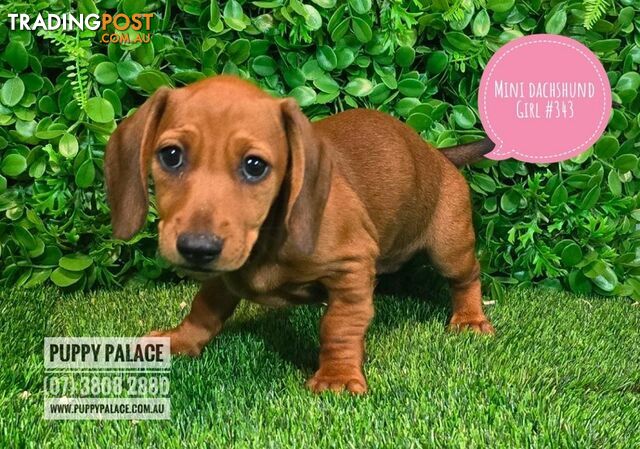 Miniature Dachshund Puppies -  At Puppy Palace Pet Shop, Underwood. 07 3808-2880