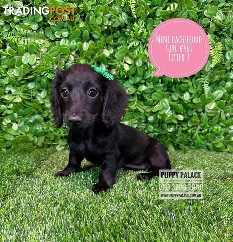 Miniature Dachshund Puppies - Boys & Girl.   At Puppy Palace Pet Shop, Underwood. 07 3808-2880