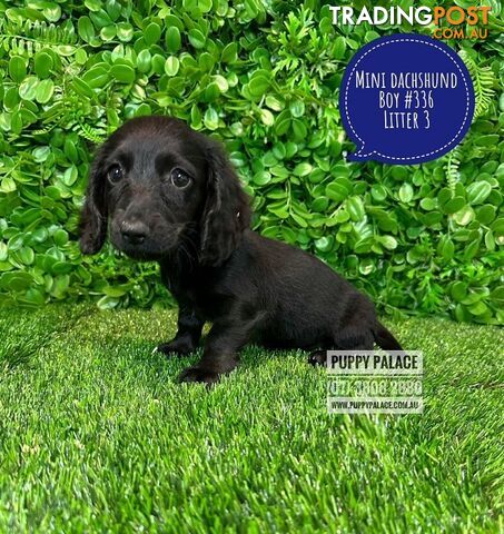 Miniature Dachshund Puppies - Boys & Girls.  3 Litters. At Puppy Palace Pet Shop, Underwood. 07 3808-2880