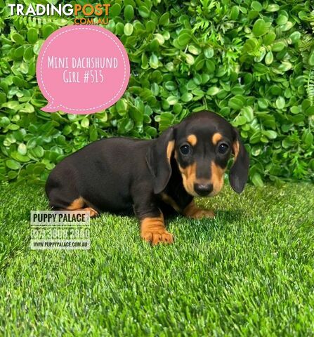 Miniature Dachshund Puppies - Boys & Girls.  At Puppy Palace Pet Shop, Underwood. 07 3808-2880