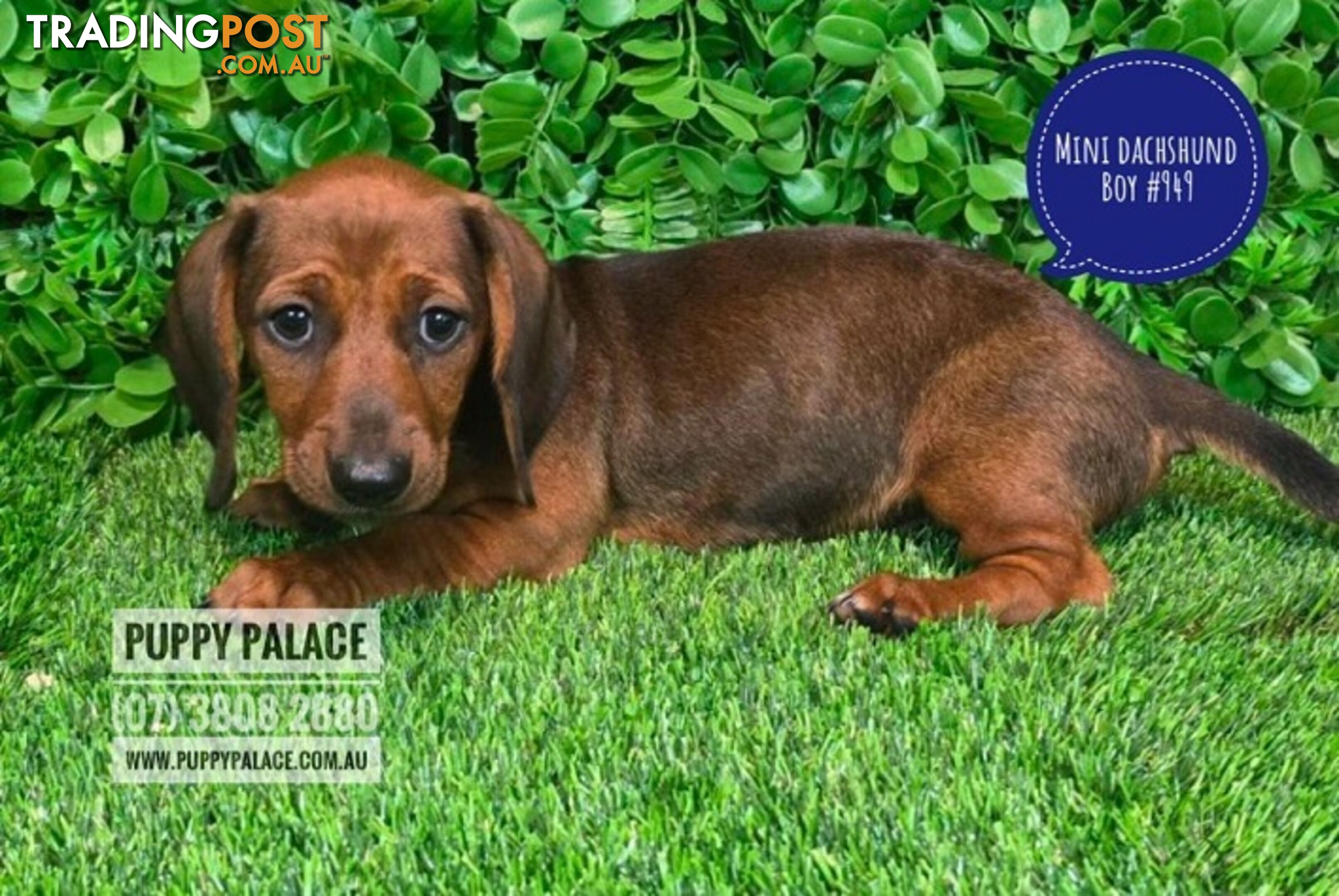 Miniature Dachshund Puppies -  At Puppy Palace Pet Shop, Underwood. 07 3808-2880