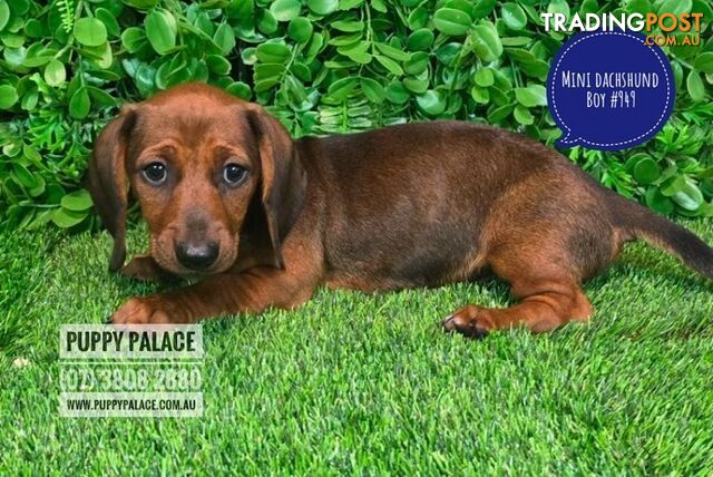 Miniature Dachshund Puppies -  At Puppy Palace Pet Shop, Underwood. 07 3808-2880