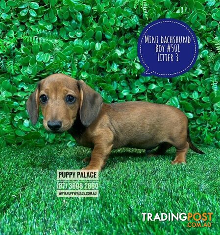 Miniature Dachshund Puppies - Boys & Girls.  3 Litters. At Puppy Palace Pet Shop, Underwood. 07 3808-2880