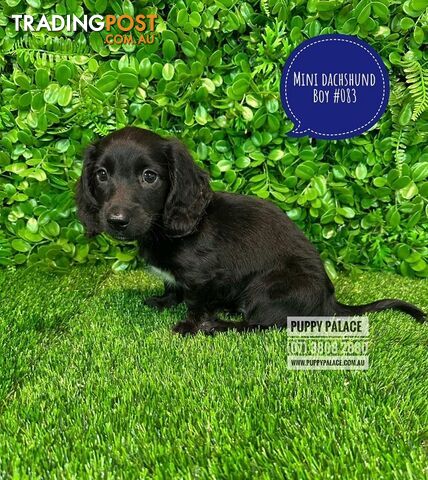 Miniature Dachshund Puppies - Boys & Girls.  At Puppy Palace Pet Shop, Underwood. 07 3808-2880