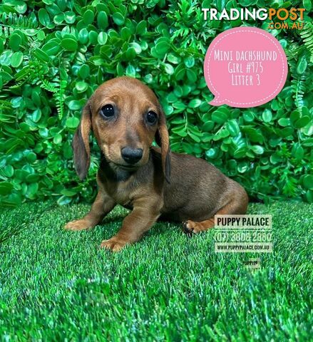 Miniature Dachshund Puppies - Boys & Girls.   At Puppy Palace Pet Shop, Underwood. 07 3808-2880