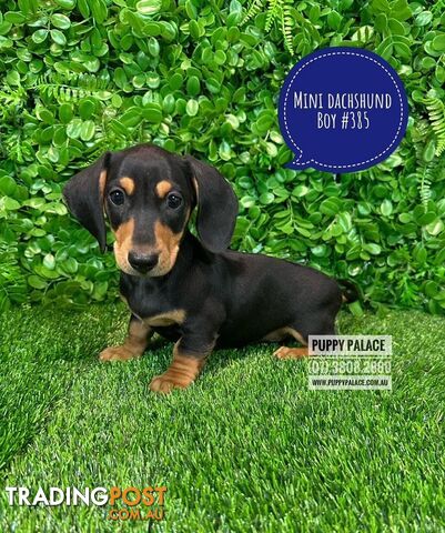 Miniature Dachshund Puppies - Boys & Girls.  At Puppy Palace Pet Shop, Underwood. 07 3808-2880