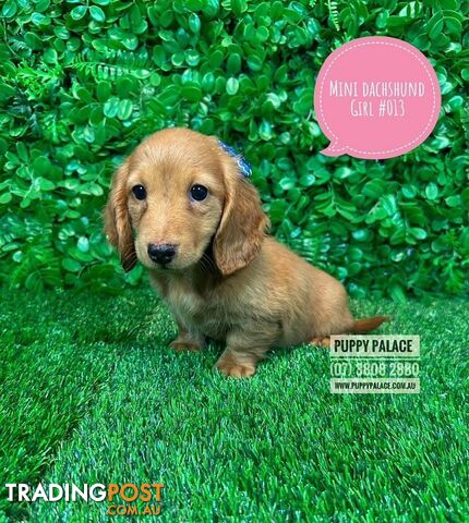 Miniature Dachshund Puppies - Boys & Girls.  At Puppy Palace Pet Shop, Underwood. 07 3808-2880