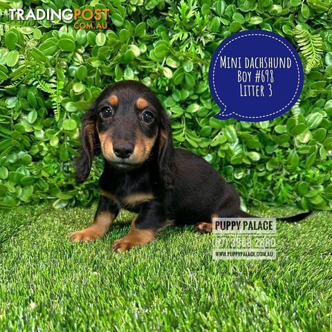 Miniature Dachshund Puppies - Boys & Girls.  3 Litters. At Puppy Palace Pet Shop, Underwood. 07 3808-2880