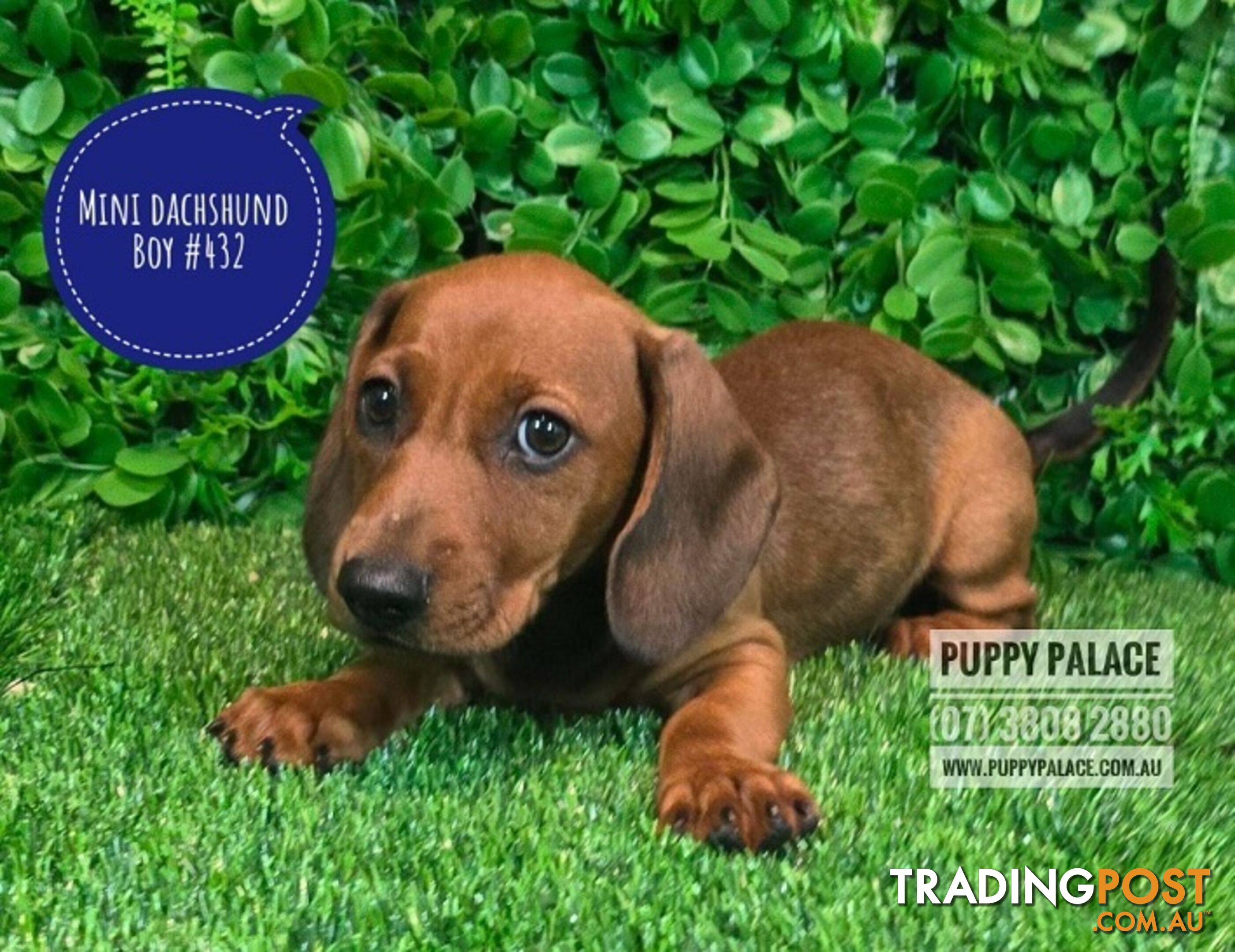 Miniature Dachshund Puppies -  At Puppy Palace Pet Shop, Underwood. 07 3808-2880