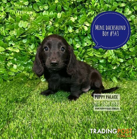 Miniature Dachshund Puppies - Boys & Girls.  At Puppy Palace Pet Shop, Underwood. 07 3808-2880