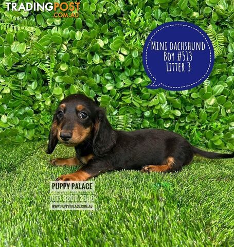 Miniature Dachshund Puppies - Boys & Girls.  3 Litters. At Puppy Palace Pet Shop, Underwood. 07 3808-2880