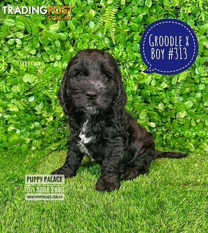 Standard Golden Groodle X Cocker Spaniel - At Puppy Palace Pet Shop