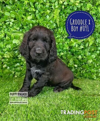 Standard Golden Groodle X Cocker Spaniel - At Puppy Palace Pet Shop