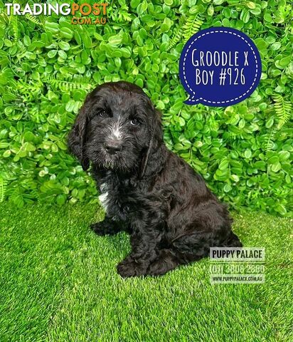 Standard Golden Groodle X Cocker Spaniel - At Puppy Palace Pet Shop