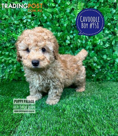 Cavoodle / Cavapoo (Toy/Mini Poodle X Cavalier) - Boy