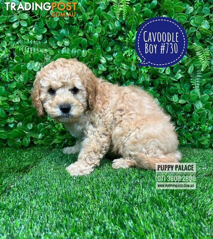 Cavoodle / Cavapoo (Toy/Mini Poodle X Cavalier) - Boy I HAVE ALSO HAD MY 2ND VACCINATION