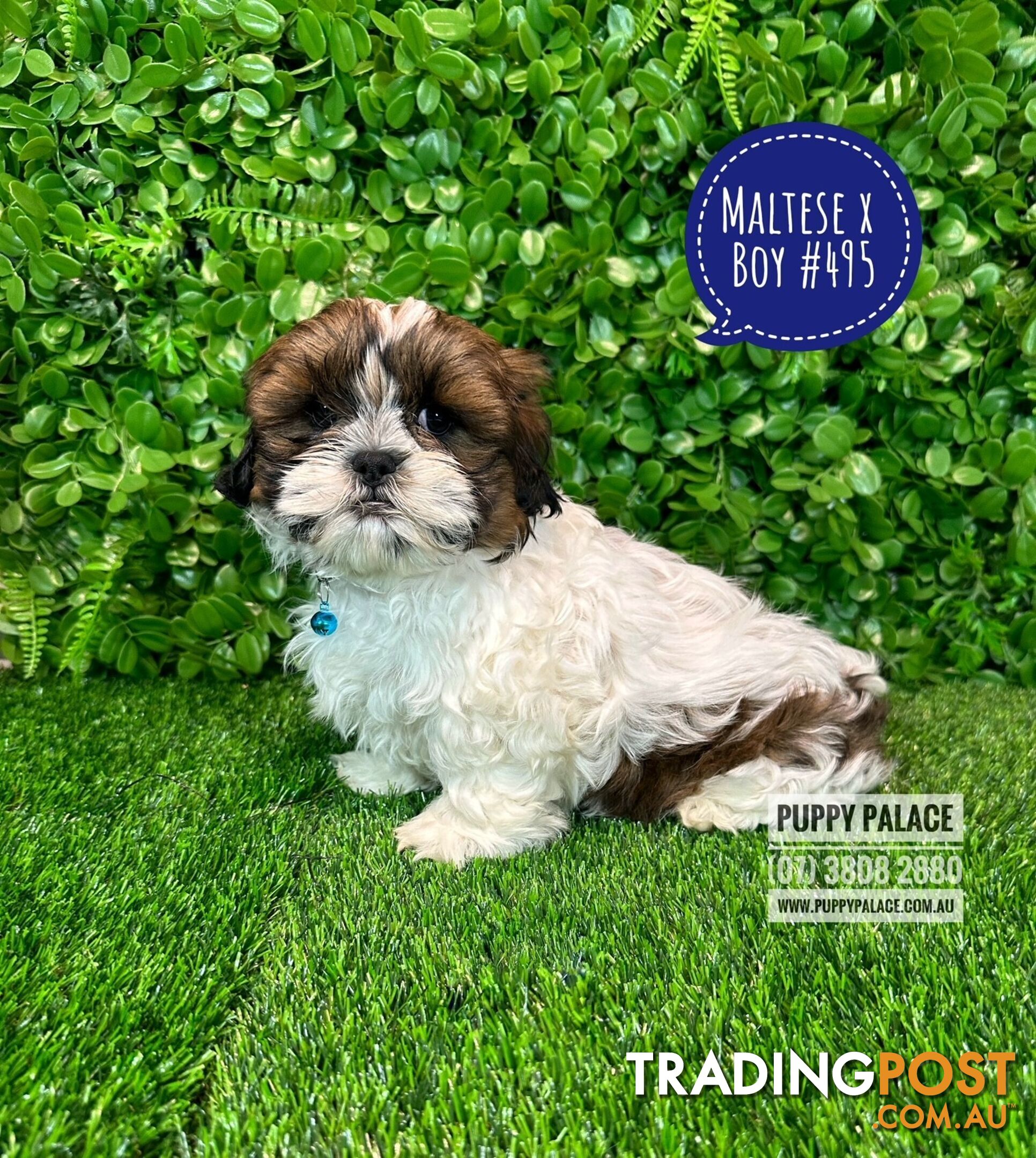 Maltese X Shih Tzu - Boys. In store now at Puppy Palace Pet Shop, Brisbane.