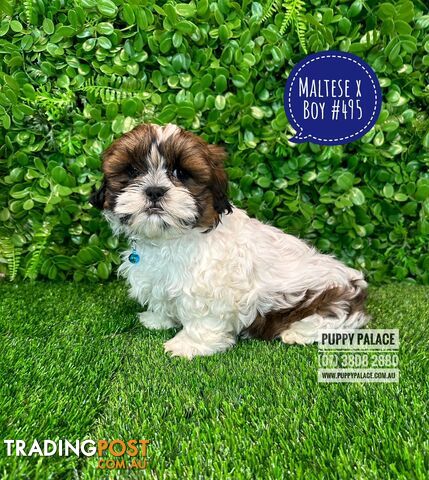 Maltese X Shih Tzu - Boys. In store now at Puppy Palace Pet Shop, Brisbane.