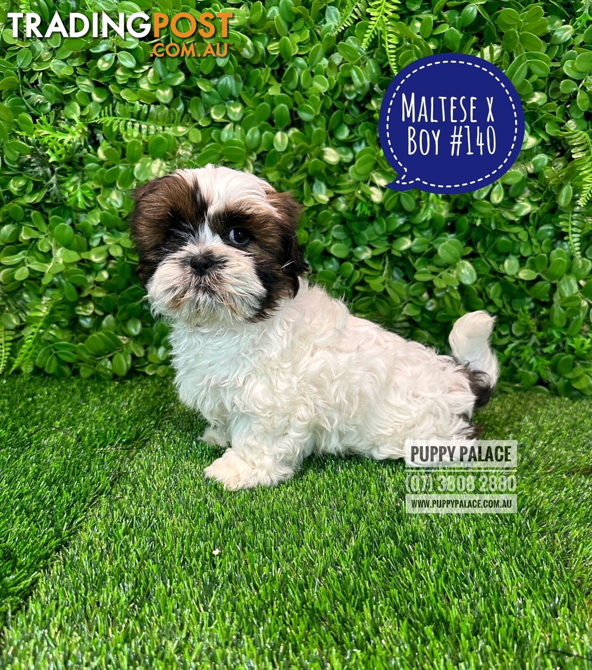 Maltese X Shih Tzu - Boys. In store now at Puppy Palace Pet Shop, Brisbane.