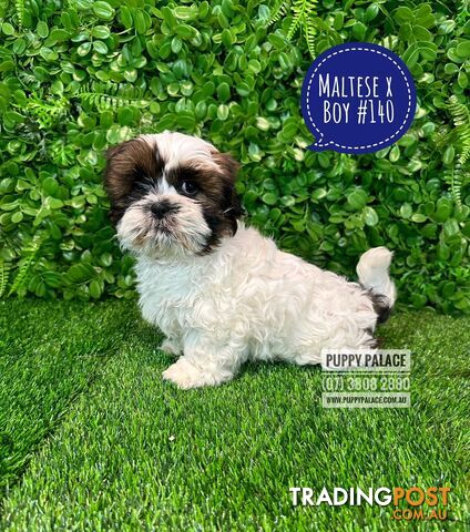 Maltese X Shih Tzu - Boys. In store now at Puppy Palace Pet Shop, Brisbane. PRICE INCLUDES MY 2nd VACCINATION VALUE $100